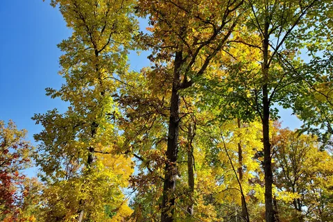 Royal Oaks RV Park