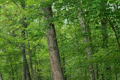 Heart of the Forest RV Park