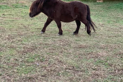 Peaceful Acres at Plato's Branch