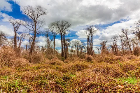 Main - Stephen F Austin State Park and Historic Site