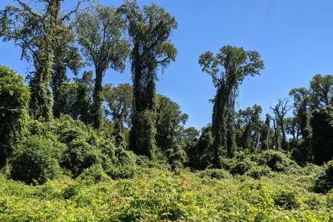 Main - Stephen F Austin State Park and Historic Site