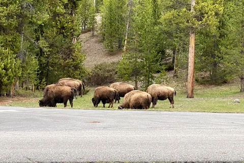 Madison - Yellowstone National Park