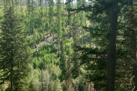 Logging Creek Campground - Glacier National Park