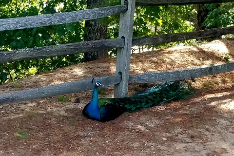 Ellis Haven Family Campground