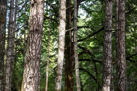 Englishman River Falls Provincial Park