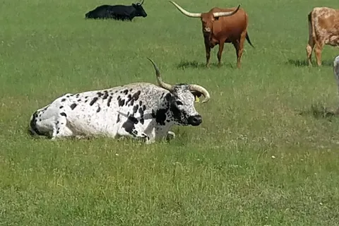 Bar X Ranch