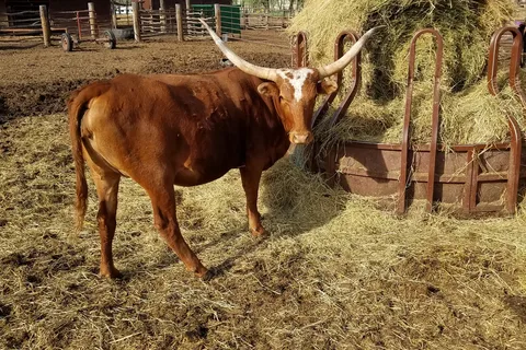 Bar X Ranch