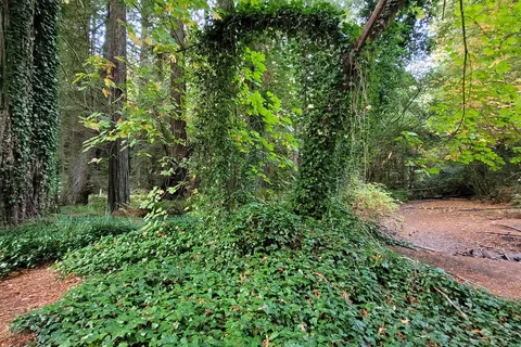 Ancient Redwoods RV Park