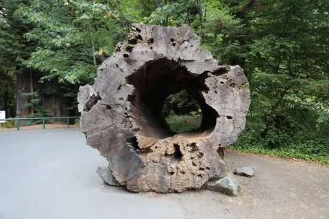 Ancient Redwoods RV Park