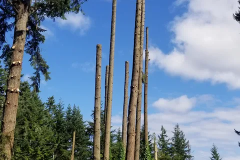 Malahat Mountain Meadows RV Park and Campground