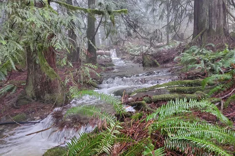 Malahat Mountain Meadows RV Park and Campground