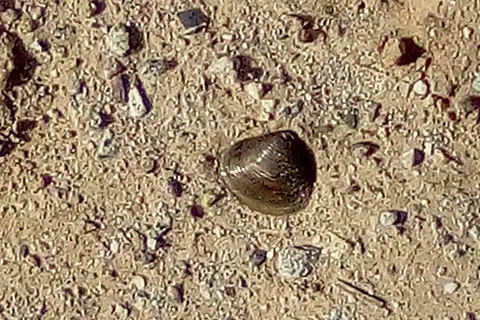4S Beach CG - Picacho State Recreation Area