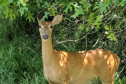 Honey Creek State Park