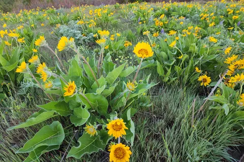 Columbia Hills State Park