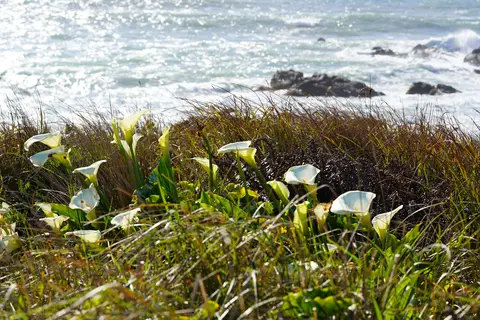 Gerstle Cove - Salt Point State Park