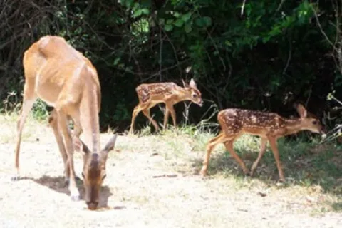Shady Oaks RV Park