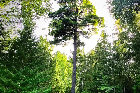 Marten River Provincial Park