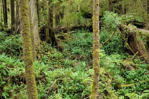 Réserve de parc national Pacific Rim