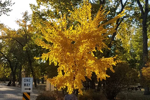 George Lane Park and Campground