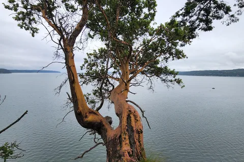 Camano Island State Park