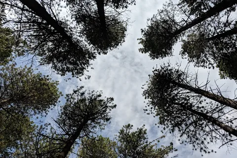 Lodgepole - Cypress Hills Interprovincial Park - Alberta