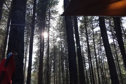 Lodgepole - Cypress Hills Interprovincial Park - Alberta