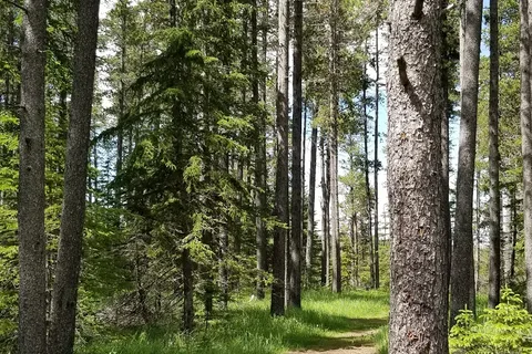 Lodgepole - Cypress Hills Interprovincial Park - Alberta