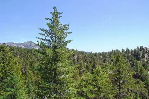 Idyllwild RV Resort