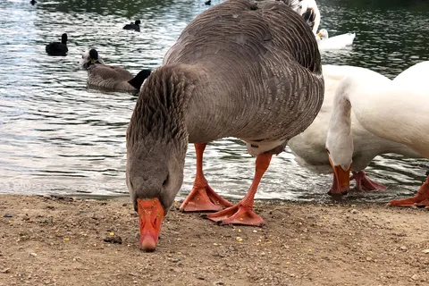 Hesperia Lake Park