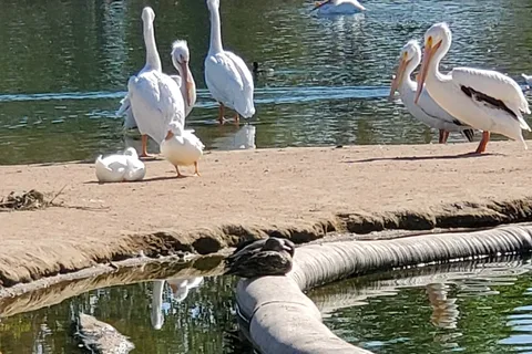 Hesperia Lake Park