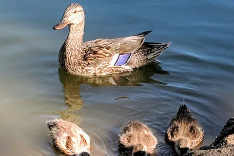 Hesperia Lake Park