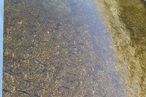 Montana Creek State Recreation Site