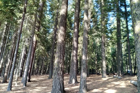 Lake Of The Woods Resort