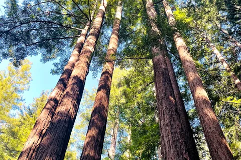 Redwood Resort RV Park and Campground