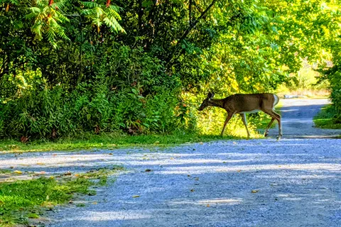 Fitzroy Provincial Park