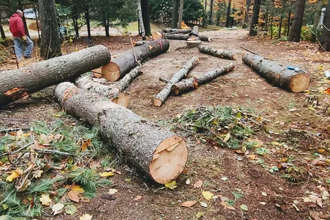 Tree Farm Campground