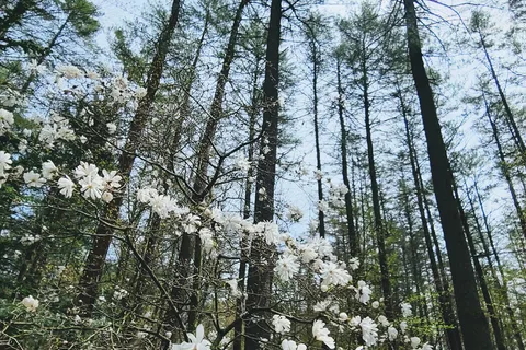 Tree Farm Campground