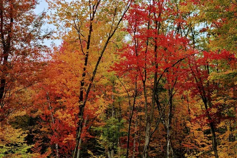 Tree Farm Campground
