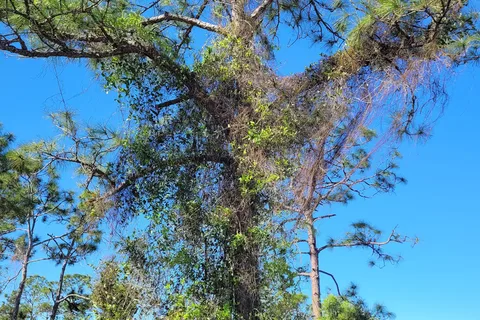 Calusa Cove RV Park