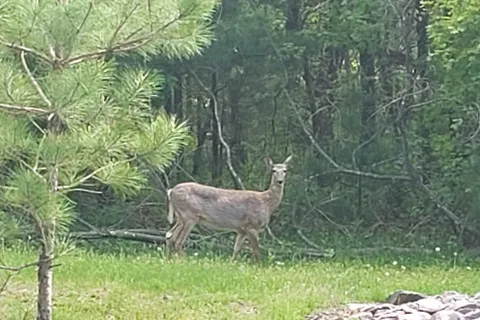 Ho-Chunk RV Resort Campground
