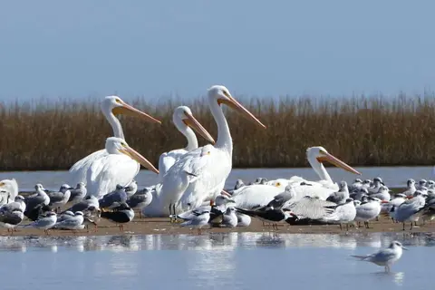 Sargent Beach RV Park