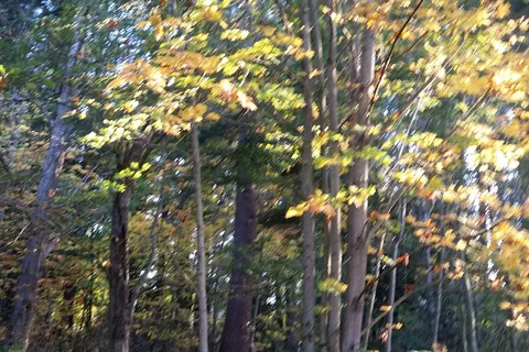 Lake Goodwin Resort