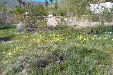 Oasis Inn Borrego