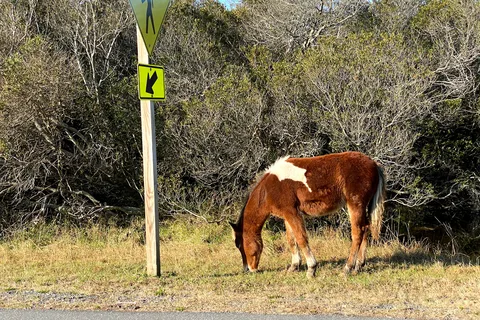 Oceanside - Assateague Island National Seashore