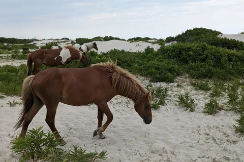 Oceanside - Assateague Island National Seashore