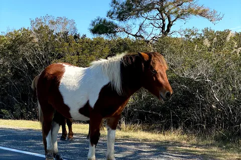 Oceanside - Assateague Island National Seashore