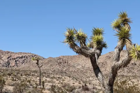 Belle - Joshua Tree National Park