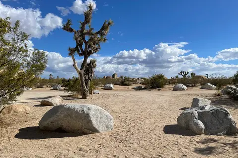 Belle - Joshua Tree National Park