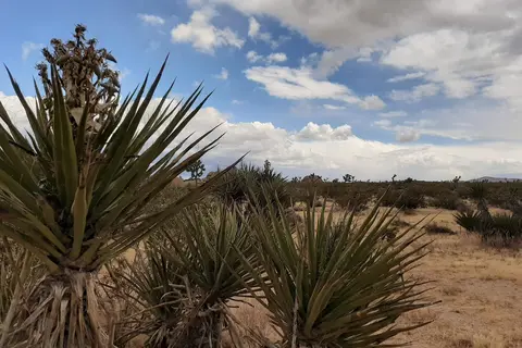 Belle - Joshua Tree National Park