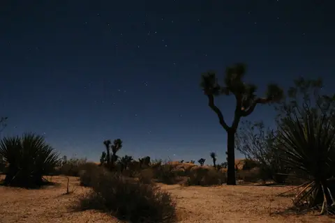 Belle - Joshua Tree National Park